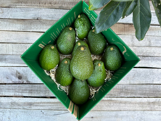 10 Large Avocados