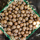 2kg Macadamia Nuts (in Shell)