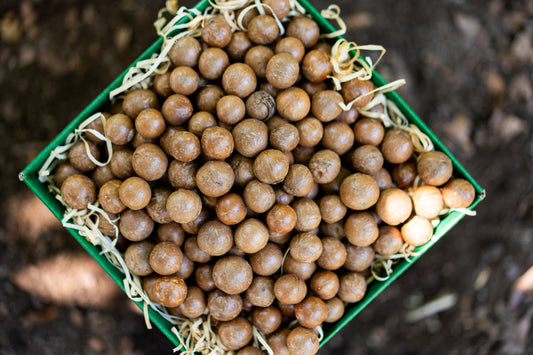 2kg Macadamia Nuts (in Shell)