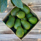 25 Medium Avocados