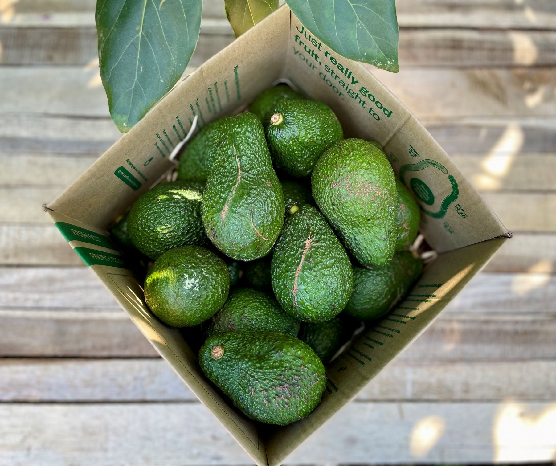 Avocado In Box 5kg Box of Seconds Avocados | Buy Avocados Online NZ