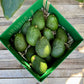 12 Medium Avocados