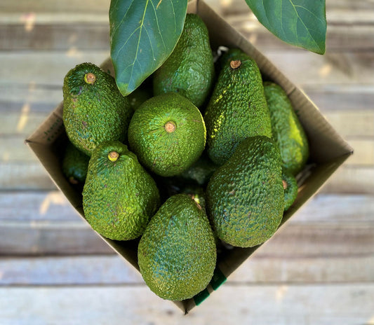 30 Large Avocados