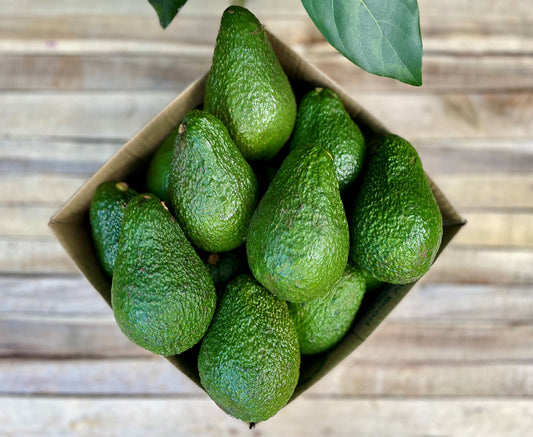 13 Jumbo Avocados