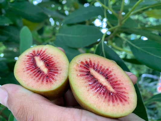 4kg Red Kiwifruit